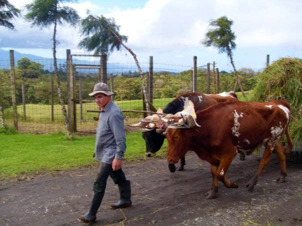 man with cow pulling cart